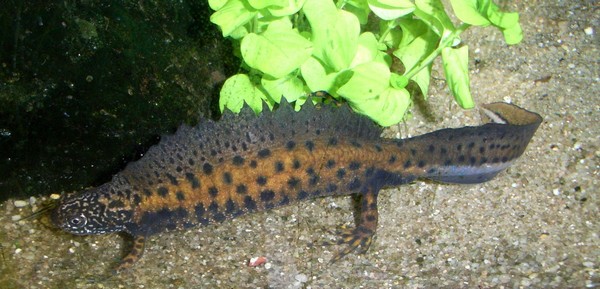 Kammmolch