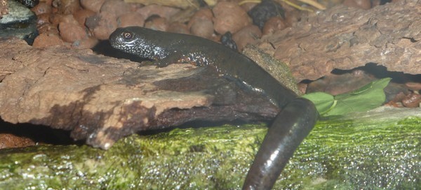 Kammmolch