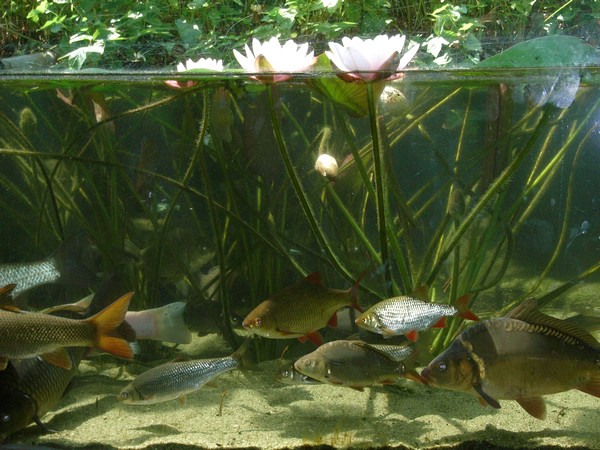 Karpfenteich