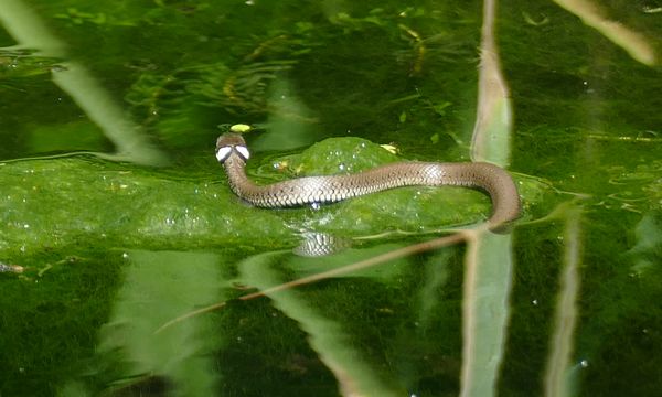 Leben im Teich