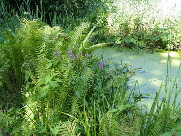 Teich