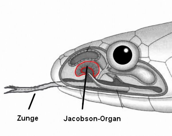 Jacobsonsches Organ